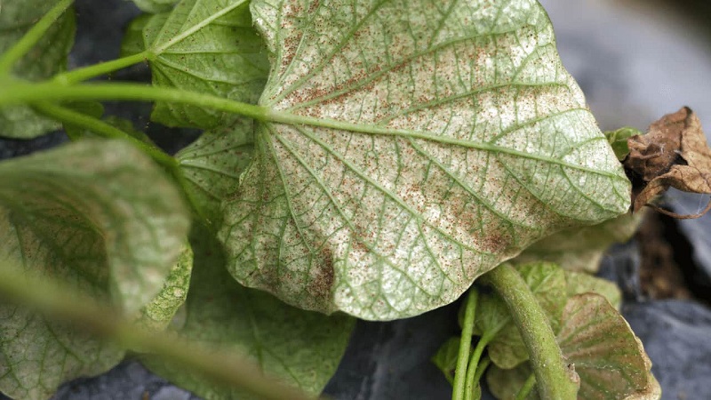 Indoor Plants