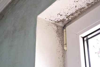 mold health effects