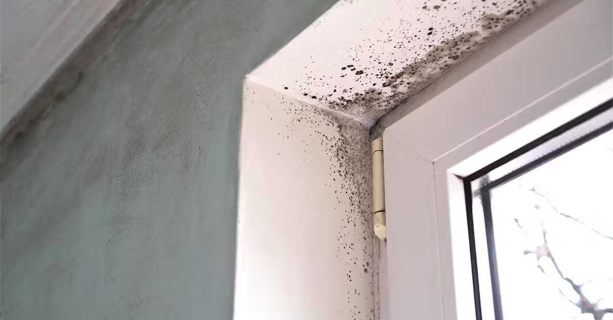 mold health effects