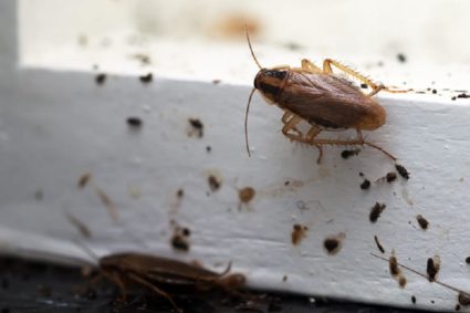 5 Common Reasons Pests Invade Your Home