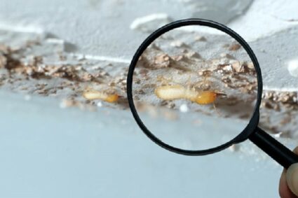 Signs of a Termite Infestation in Your Home