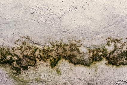 5 Signs You Need to Call a Mould Removal Company Immediately
