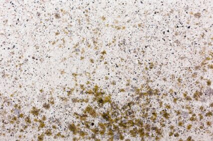 What Are Mould Mites and Why Do They Appear Indoors?